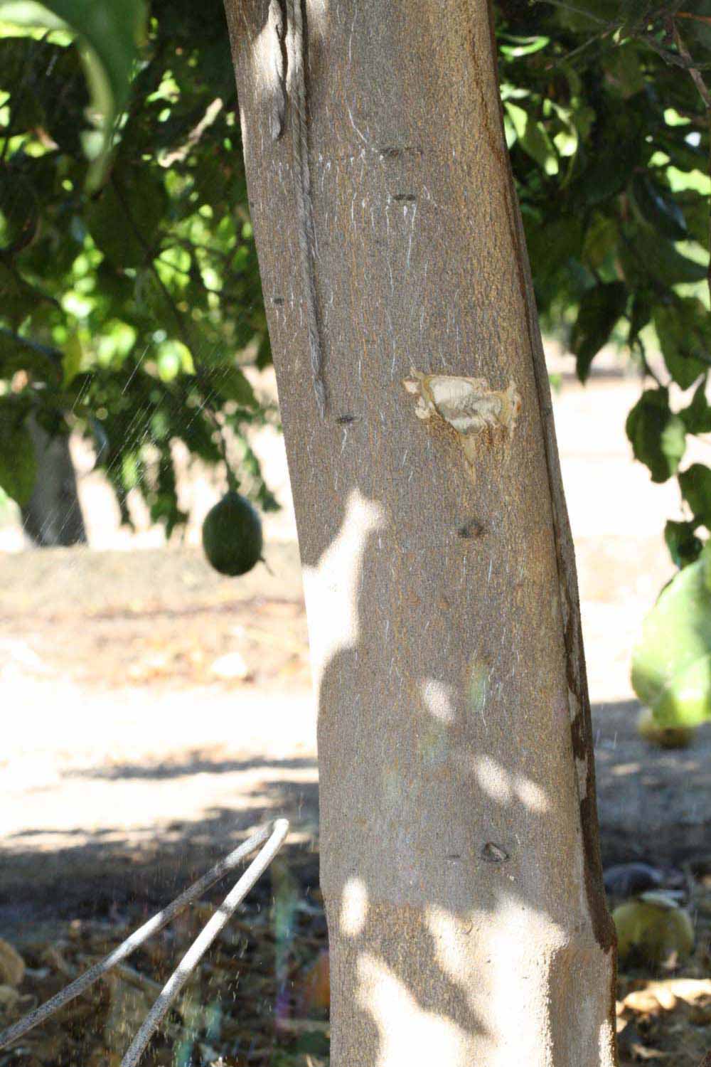            Bark (Riverside, CA)   